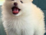 Pomeranian Boo Yavrularımız