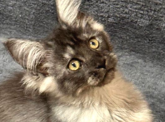 Soy Garantili Maine Coon