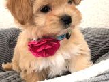 Bal Gi̇bi̇ Malti̇poo Bebekler