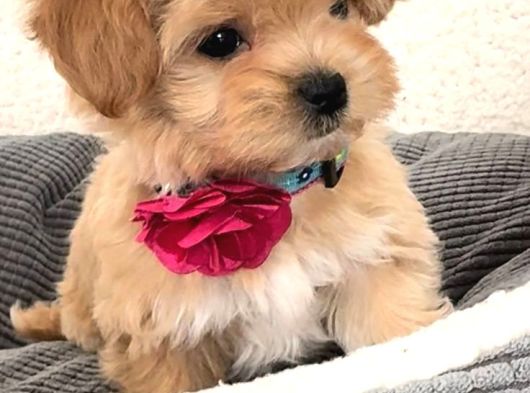 Bal Gi̇bi̇ Malti̇poo Bebekler görsel