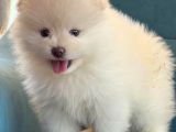 Pomeranian Boo Yavrularımız