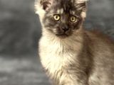 Soy Garantili Maine Coon