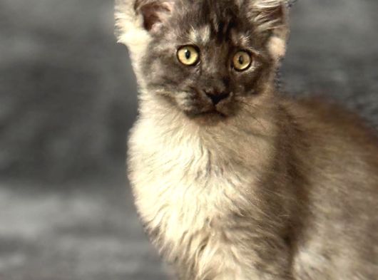 Soy Garantili Maine Coon görsel