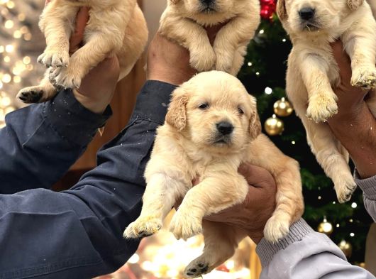 Golden Retriever Yavrumuz görsel