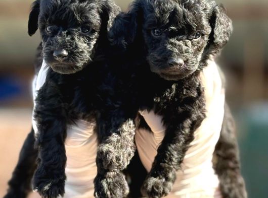 Toy Poodle Yavrularımız görsel
