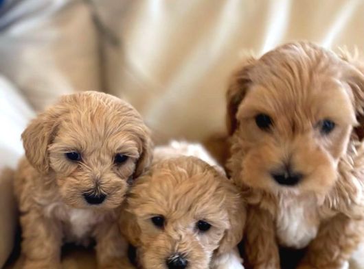 Bal Gi̇bi̇ Malti̇poo Bebekler