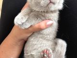 British Shorthair Ve Scottish Fold Yavru