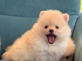 Pomeranian Boo Yavrularımız