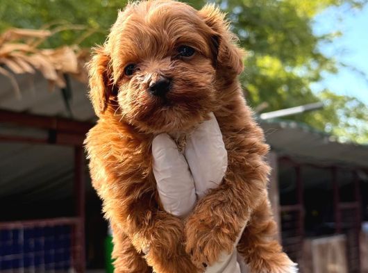 Maltipoo Bebeklerimiz görsel