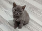 MÜKEMMEL BİR LİLAK TESLİME HAZIRDIR