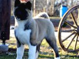 Akita Inu Yavrularimiz Hazirdir