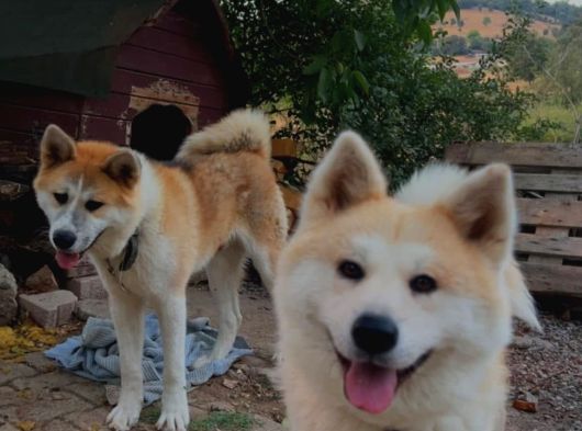 Akita Inu Yavrularimiz Hazirdir görsel