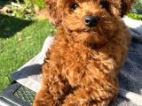 Toy Poodle Yavrularimiz Hazirdir