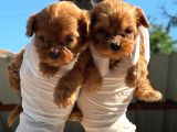 Maltipoo bebeklerimiz