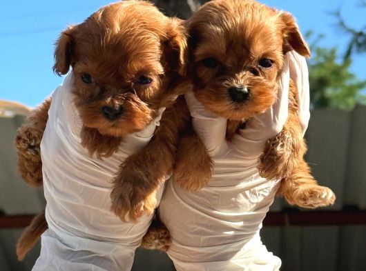 Maltipoo Bebeklerimiz