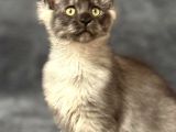 Soy Garantili Maine Coon