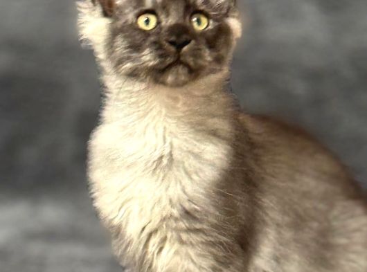 Soy Garantili Maine Coon görsel