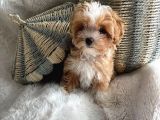 Bal Gi̇bi̇ Malti̇poo Bebekler