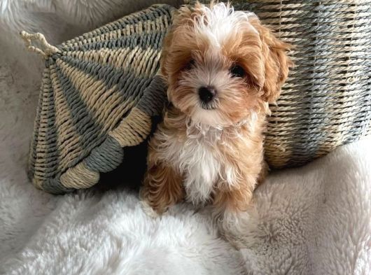 Bal Gi̇bi̇ Malti̇poo Bebekler görsel