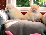 Pomeranian Boo Yavrularımız