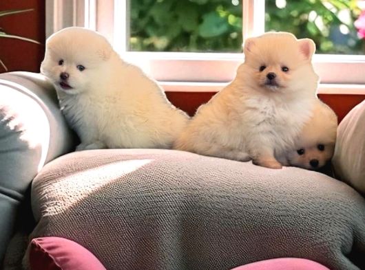 Pomeranian Boo Yavrularımız görsel