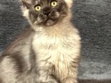 Soy Garantili Maine Coon