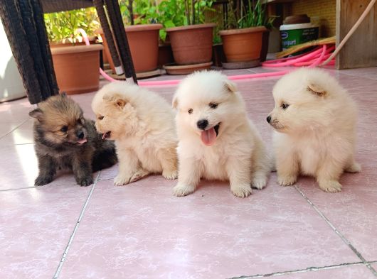 2 Aylık Dişi Pomeranian Yavrular