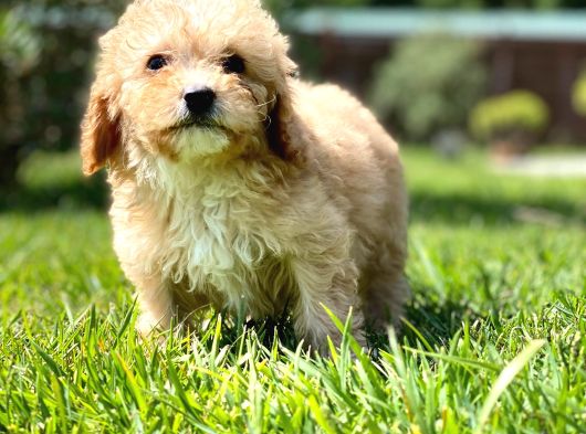 Maltipoo Yavruları Sizleri Bekliyor görsel