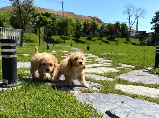 Maltipoo Yavruları Sizleri Bekliyor görsel