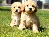 Maltipoo Yavruları Sizleri Bekliyor