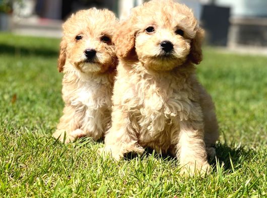 Maltipoo Yavruları Sizleri Bekliyor
