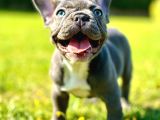 EFSANE FRENCH BULLDOG YAVRULARI İSTANBUL