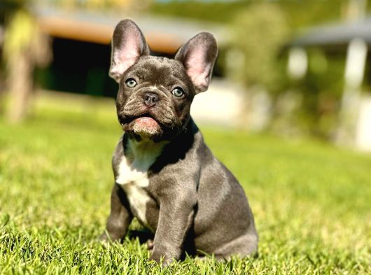 Efsane French Bulldog Yavrulari İstanbul görsel