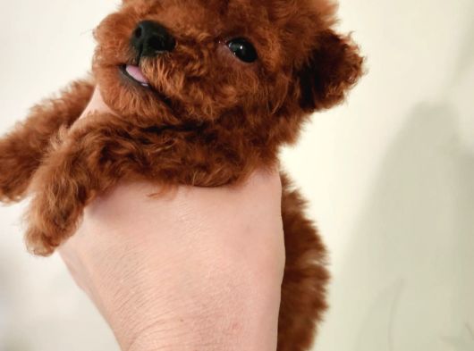 Kore Toy Poodle Erkek Dişi Bebekler Mevcut görsel