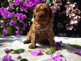 Toy Poodle Yavru