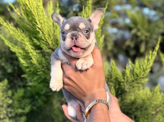 Puppy Paws Lilac Tan French Bulldog Safkan görsel