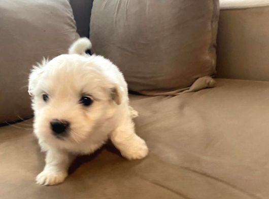 Ev Doğumu Maltese Bebegimiz görsel