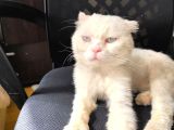 Sahi̇plendi̇ri̇lmek Üzere Sevecen Scottish Fold Kedi̇