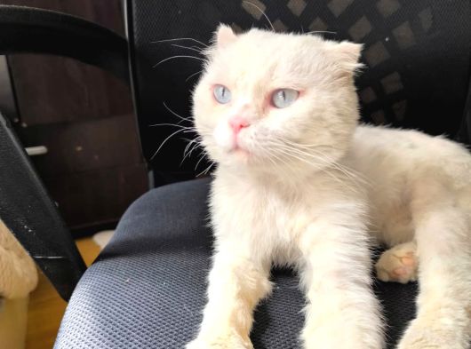 Sahi̇plendi̇ri̇lmek Üzere Sevecen Scottish Fold Kedi̇