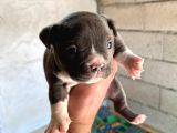 Exotic Bully Yavru