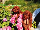 Kore Poodle Yavrularımız