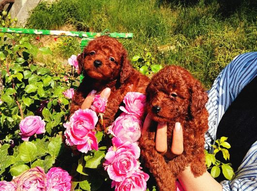 Kore Poodle Yavrularımız görsel