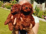 Kore Poodle Yavrularımız