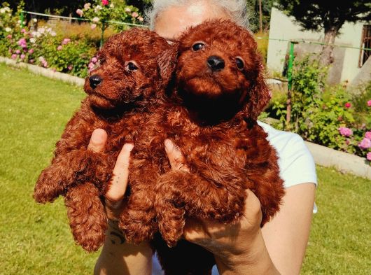 Kore Poodle Yavrularımız görsel