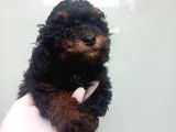 Phantom Korea  Toypoodle Bebeği̇mi̇z