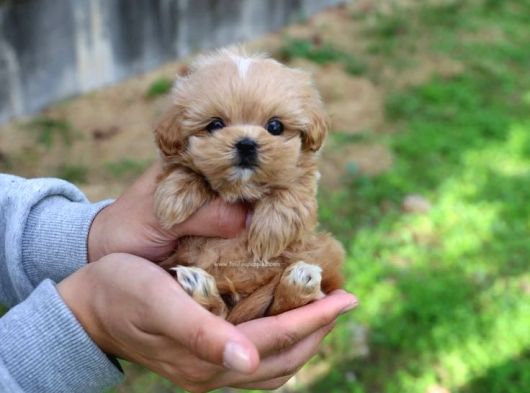 Tüy Dökmeyen Üst Kali̇te Malti̇poo Bebekler görsel
