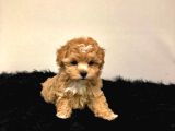 HARİKA MALTİPOO BEBEKLER