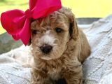 Evi̇ni̇zi̇n Neşesi̇ Olmaya Hazir Malti̇poo Bebekler