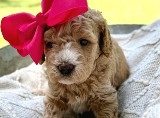 Evi̇ni̇zi̇n Neşesi̇ Olmaya Hazir Malti̇poo Bebekler görsel