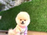 A Kalite Pomeranian Boo